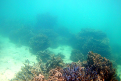 Underwater image of the corals in Coral Bay, Western Australia
