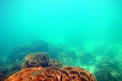 Underwater image of the corals in Coral Bay, Western Australia