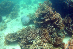 Underwater image of the corals in Coral Bay, Western Australia