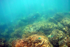 Underwater image of the corals in Coral Bay, Western Australia