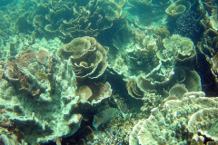 Underwater image of the corals in Coral Bay, Western Australia