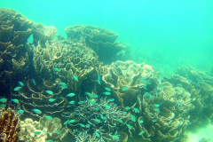 Underwater image of the corals in Coral Bay, Western Australia