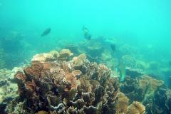 Underwater image of the corals in Coral Bay, Western Australia