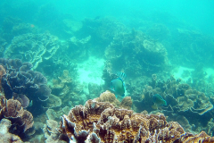 Underwater image of the corals in Coral Bay, Western Australia