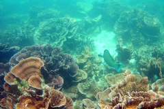 Underwater image of the corals in Coral Bay, Western Australia