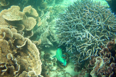 Underwater image of the corals in Coral Bay, Western Australia