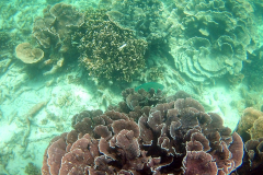 Underwater image of the corals in Coral Bay, Western Australia