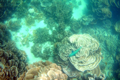 Underwater image of the corals in Coral Bay, Western Australia