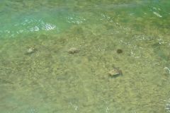 Turtles in the water at the coast of Coral Bay, Western Australia