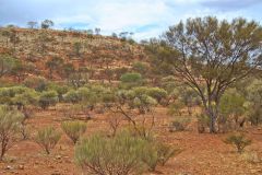 Landscape in the Outback between Coral Bay and Tom Price in Western Australia