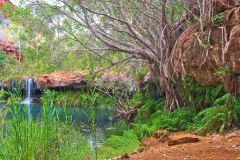 Fern Pool in the Dale Gorge in the Karijini National Park, Western Australia