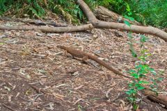 A lizard at the Fern Pool in the Dale Gorge in the Karijini National Park, Western Australia