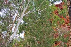 Bats at the Fern Pool in the Dale Gorge in the Karijini National Park, Western Australia