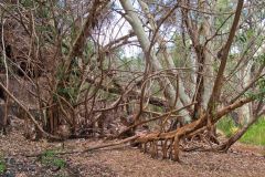 Trees at the Fern Pool in the Dale Gorge in the Karijini National Park, Western Australia