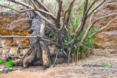Tree at the Fern Pool in the Dale Gorge in the Karijini National Park, Western Australia