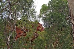 Bats at the Fern Pool in the Dale Gorge in the Karijini National Park, Western Australia