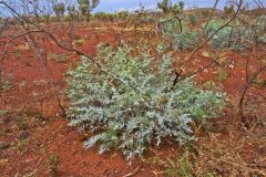 Landscape in the Karajini National Park, Western Australia