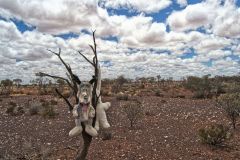 Strange things near Mount Magnet in the Outback of Western Australia