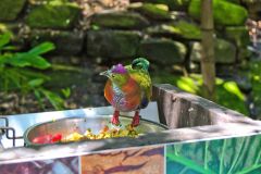 A bird in the Taronga Zoo, Sydney, Australia
