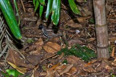 A bird in the Taronga Zoo, Sydney, Australia