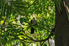 A bird in the Taronga Zoo, Sydney, Australia