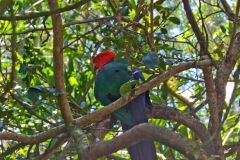 A bird in the Taronga Zoo, Sydney, Australia