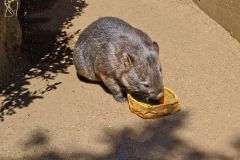 A wombat in the Taronga Zoo, Sydney, Australia