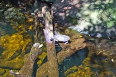 A turtle in the Taronga Zoo, Sydney, Australia