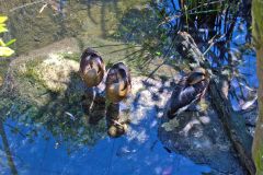 Ducks in the Taronga Zoo, Sydney, Australia