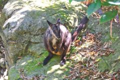 A kangaroo in the Taronga Zoo, Sydney, Australia