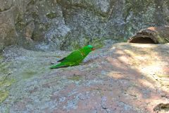 A parrot in the Taronga Zoo, Sydney, Australia