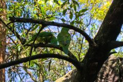 A parrot in the Taronga Zoo, Sydney, Australia