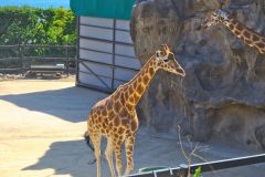 A giraffe in the Taronga Zoo, Sydney, Australia