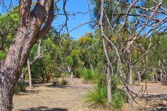 Bush landscape near Perth in Western Australia