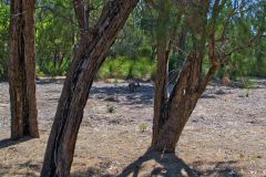 Bush landscape near Perth in Western Australia