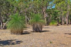 Bush landscape near Perth in Western Australia