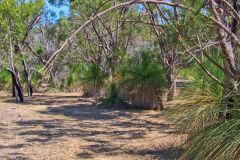 Bush landscape near Perth in Western Australia