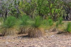 Bush landscape near Perth in Western Australia