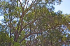 Bush landscape near Perth in Western Australia