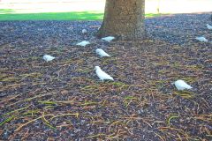 At the Esplanade Park in Fremantle, Western Australia