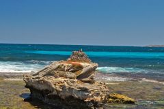 Eastern Osprey Nest at Rottnest Island, Western Australia