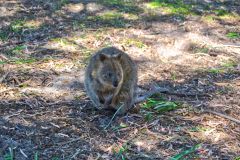 A quokka on Rottnest Island, Western Australia