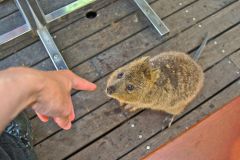 A quokka on Rottnest Island, Western Australia