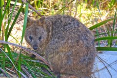A quokka on Rottnest Island, Western Australia