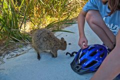 A quokka on Rottnest Island, Western Australia
