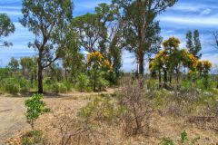Landscape in Western Australia, north of Perth
