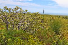 Landscape in Western Australia, north of Perth
