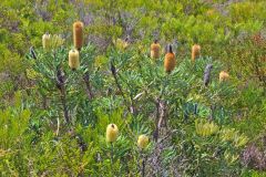 Landscape in Western Australia, north of Perth