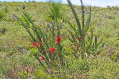 Landscape in Western Australia, north of Perth