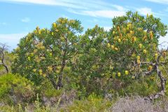 Landscape in Western Australia, north of Perth